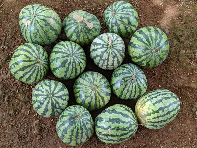 Fruits de pastèque au sol