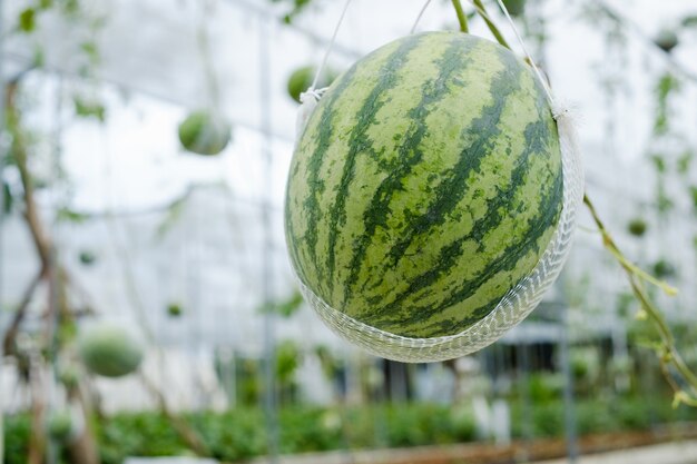 Fruits de pastèque suspendus dans une ferme de jardin verdoyante.