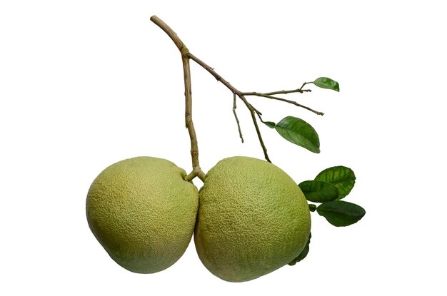 Photo fruits de pomelo avec ses branches et ses feuilles isolées sur un fond blanc