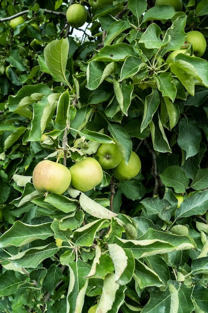 Fruits de pomme verte sur l'arbre en été