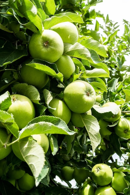 Fruits de pomme verte sur l'arbre en été