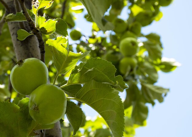 Les fruits de la pomme verte poussent sur une branche dans le jardin Jeune pomme verte non mûre