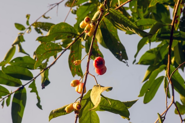 Fruits de pommes d'eau Syzygium aqueum sur son arbre connu sous le nom de pommes roses ou pommes roses aqueuses