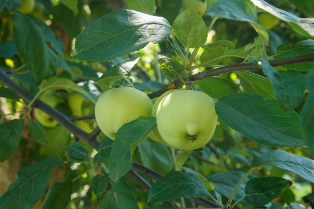 Fruits de pommes immatures sur une branche d'arbre