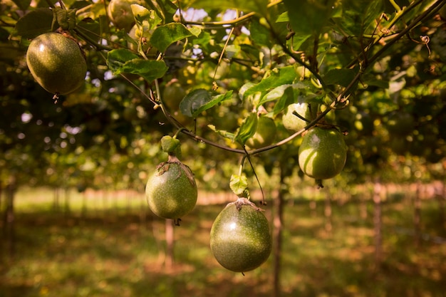 Les fruits poussent sur les arbres sur le champ.