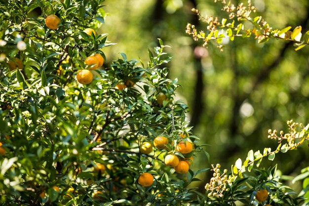 Photo des fruits qui poussent sur des arbres