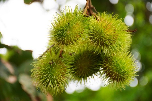 Fruits de ramboutans sur une branche d'arbre à l'extérieur du jardin verger à Rayong Thaïlande