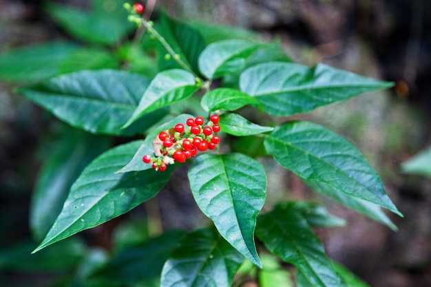 Fruits de la rivina humilis