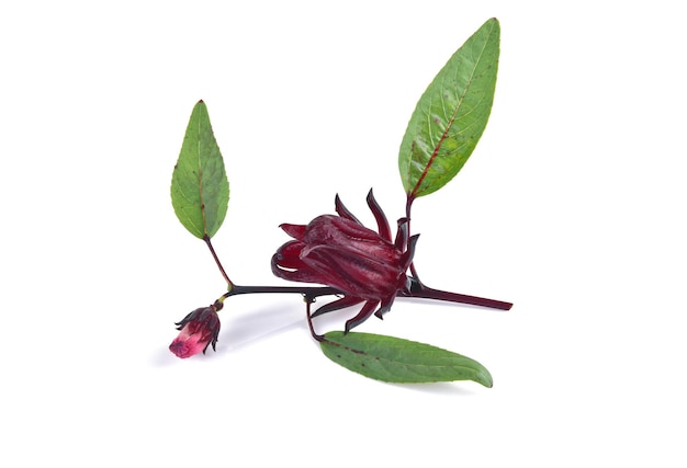 Fruits de Roselle avec des feuilles isolés sur fond blanc.