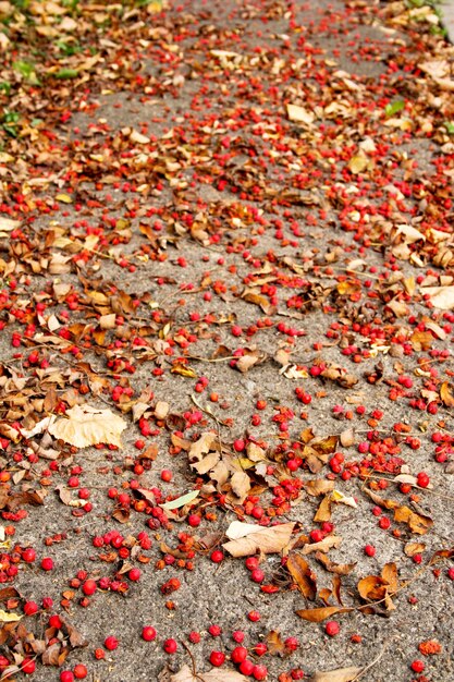 Fruits rouges au sol