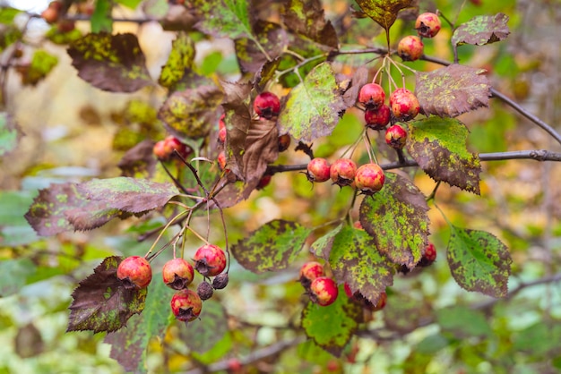 Fruits Rouges D'aubépine. Feuilles Jaunes