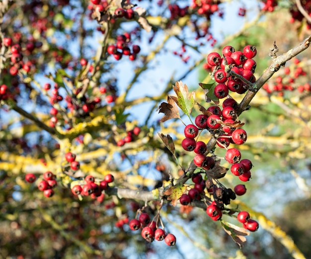 Fruits rouges en automne