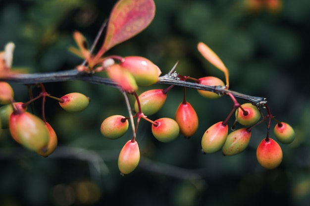 Fruits rouges sur une branche d'arbre