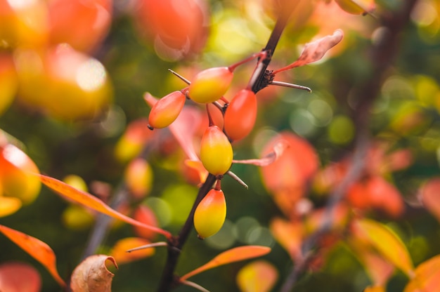 Fruits rouges sur une branche d'arbre