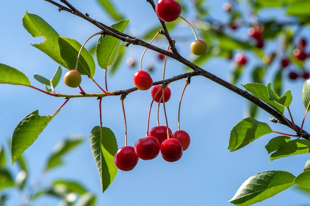 Fruits rouges de cerise sur une branche sur fond de ciel bleu