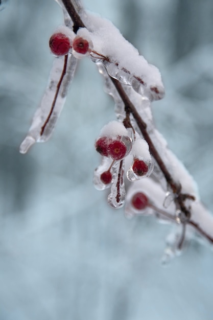 Photo fruits rouges congelés et neige