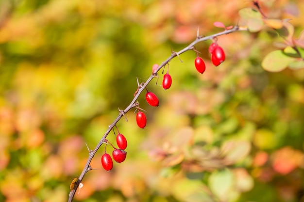 Fruits rouges mûrs d'épine-vinette sur les branches de brousse en automne, épine-vinette en gros plan, berberis vulgaris