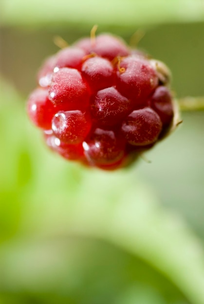 fruits rouges plantés à la ferme sans pesticides