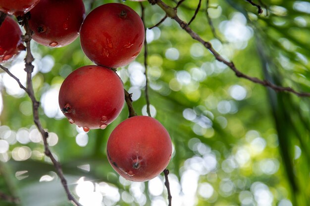 Photo fruits rouges pluie humide