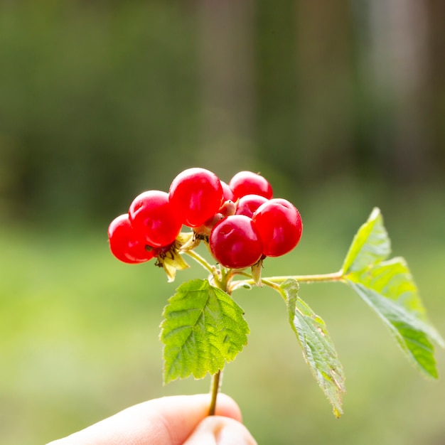 Fruits rouges Rubus saxatilis ou ronce de pierre sur fond de forêt