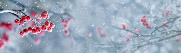 Fruits Rouges De Sorbier Sur Un Arbre En Hiver Lors D'une Chute De Neige