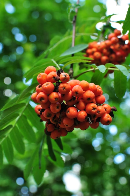 Fruits de Rowan. Gros plan de baies mûres de Rowan. Automne.