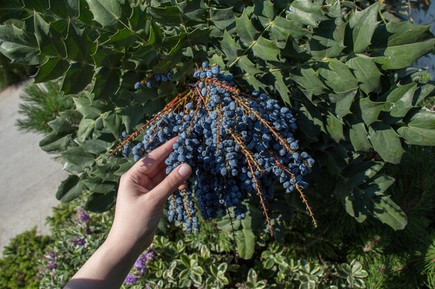 Fruits sauvages trouvés dans l'arbre dans la nature