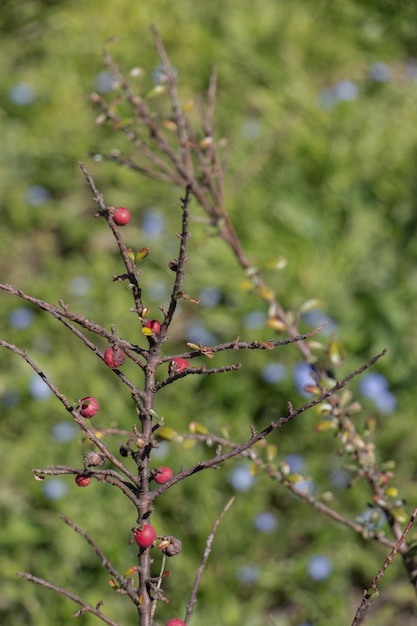 Fruits sauvages trouvés dans l'arbre dans la nature