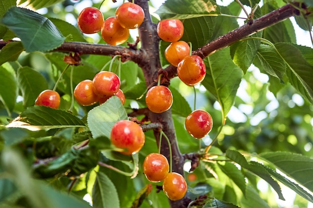 Les fruits sont suspendus à une branche d'un cerisier Un groupe de cerises orange mûrissant dans l'arbre