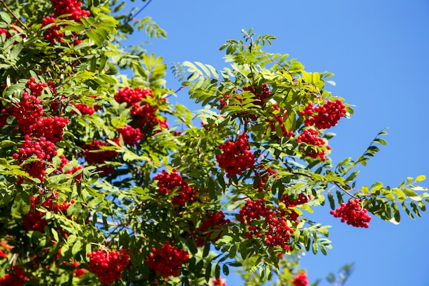 Fruits de sorbier colorés sur le sorbier des oiseleurs. Ciel bleu en arrière-plan. Baies mûres