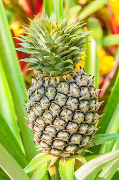 Photo fruits tropicaux d'ananas qui poussent dans une ferme