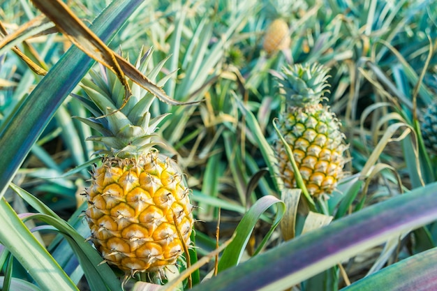 Fruits tropicaux d&#39;ananas qui poussent dans une ferme