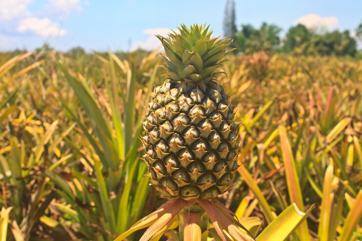 Fruits tropicaux ananas