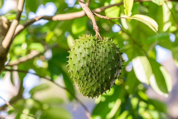 Fruits tropicaux frais verts Corossol ou Annona muricata ou Sirsak, toujours accroché à l'arbre sur l'île de Zanzibar, Tanzanie, Afrique, Close up