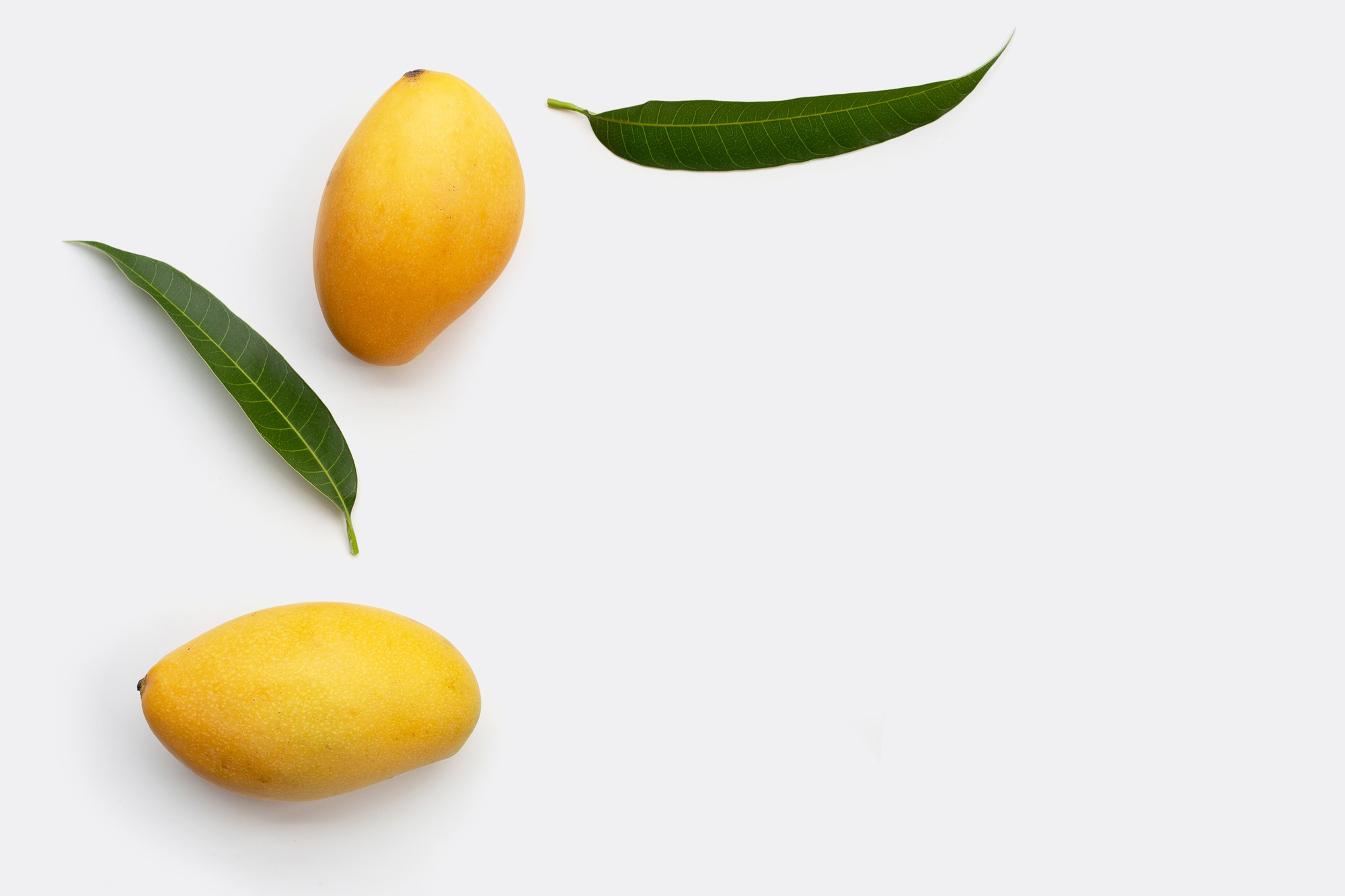 Fruits tropicaux, mangue sur surface blanche