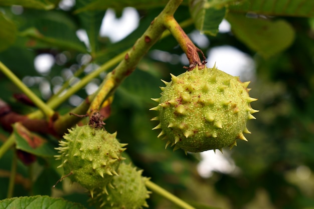 Fruits verts d'une châtaigne en été dans un jardin.