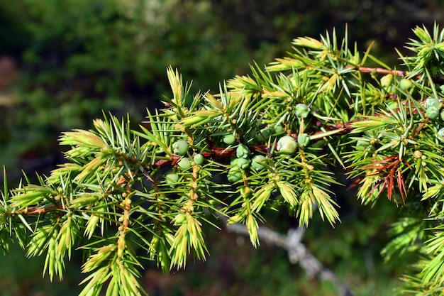 Fruits verts et feuilles du genévrier Juniperus communis