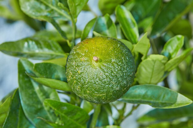 Fruits verts frais dans un jardin de parc ou dans une ferme Citron ou citron vert organique et sain mûr sur une plante feuillue remplie de vitamine c et aide à la protection contre la maladie et le système immunitaire