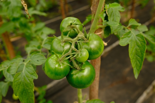 Fruits verts de jeunes tomates sur un gros plan de branche.