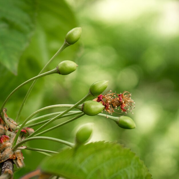 Fruits verts non mûrs de cerises rouges ou jaunes sur un arbre