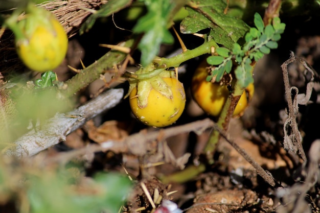 Les fruits de la vigne sauvage CloseUp