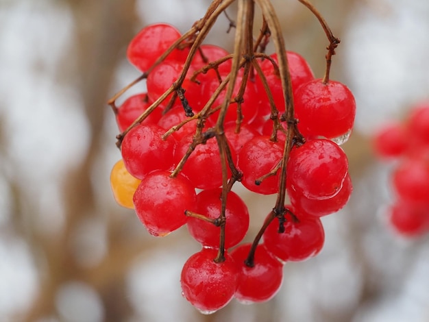 fruits de viorne sous la pluie d'automne