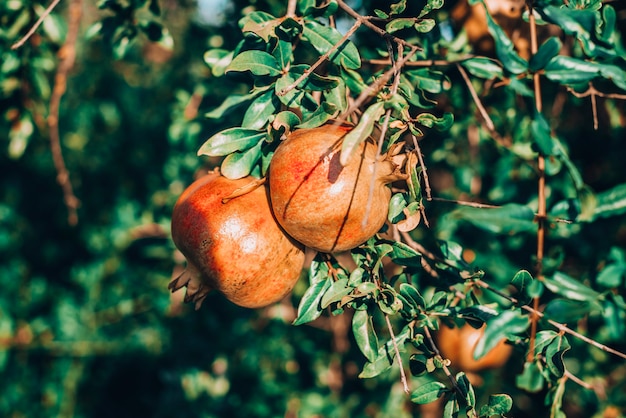 Frutas de grenade en el arbol