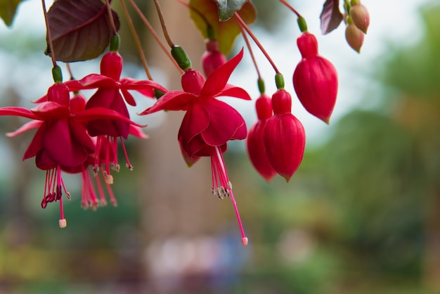 Fuchsia & hybrides