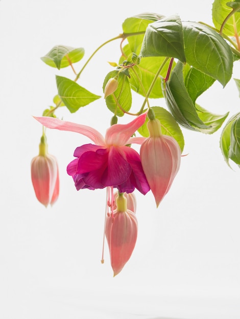 Fuchsia rose en fleurs, grandes fleurs sur fond clair