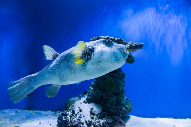 Fugu poisson-globe poisson-globe Arothron hispidus dans l'aquarium comme arrière-plan de la vie marine sous-marine nature