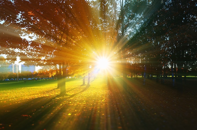 Photo fuite de lumière dramatique au fond de paysage de parc d'automne