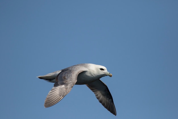 Fulmar boréal!