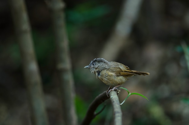 Fulvetta à joues brunes, Fulvetta aux yeux gris