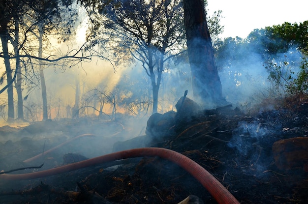 Photo la fumée dans la forêt brûlée